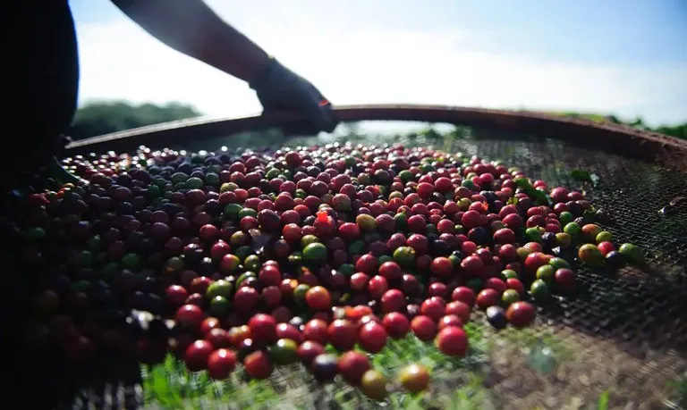 preço do café hoje em queda com pressão da safra brasileira e aumento da oferta