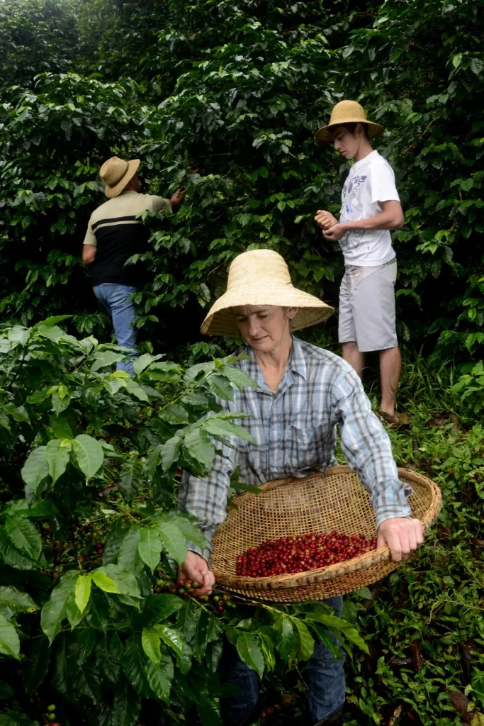 Produção de café conilon no Espírito Santo durante safra 2026