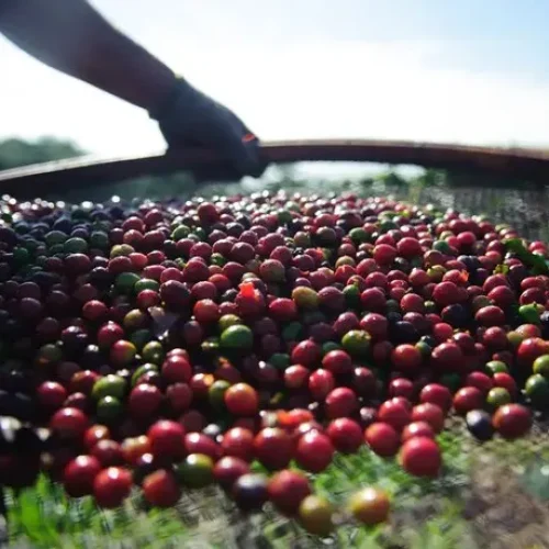 preço do café hoje em queda com pressão da safra brasileira e aumento da oferta