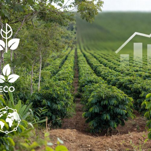 café regenerativo Brasil com práticas sustentáveis e aumento de renda no campo