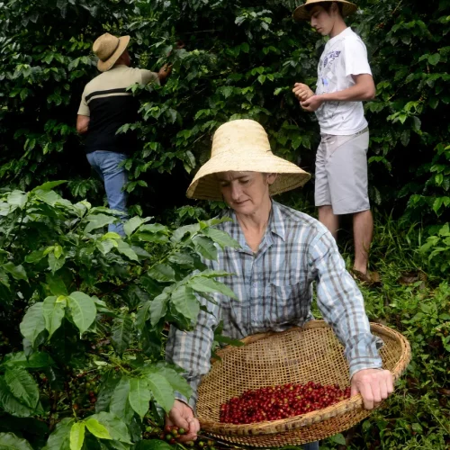 Produção de café conilon no Espírito Santo durante safra 2026