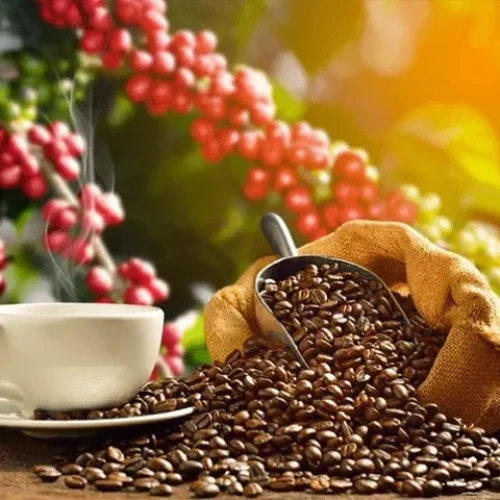 Cotacao do Café arabica hoje no mercado brasileiro